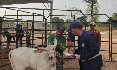 Adaf torna obrigatória vacinação contra raiva dos herbívoros em Urucará e Urucurituba