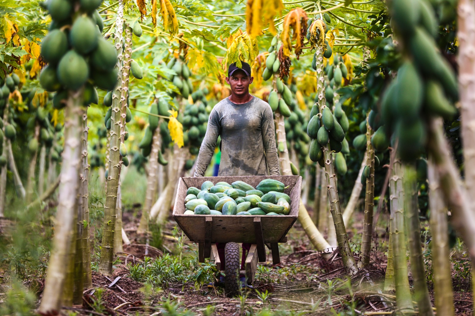 Governo do Amazonas divulga listas dos credenciados aos programas Preme e Promove 2024