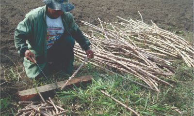 Governo do Amazonas abre inscrições para municípios que aderiram ao Garantia Safra 2023/2024