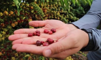 Idam abre inscrições para curso de “Tecnologia de Manejo para o Café Robustas Amazônica”