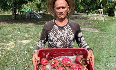 Prefeitura de Manaus acompanha primeira colheita de pitaya nos polos agrícolas da capital