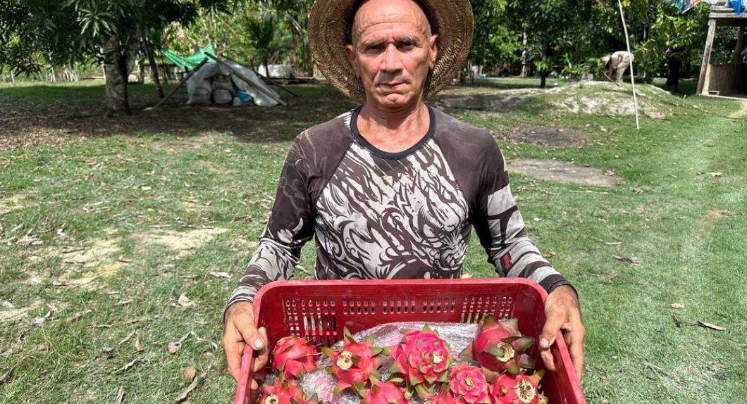 Prefeitura de Manaus acompanha primeira colheita de pitaya nos polos agrícolas da capital