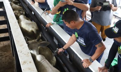 Pecuaristas destacam a importância da vacinação contra febre aftosa em rebanhos bovinos e bubalinos