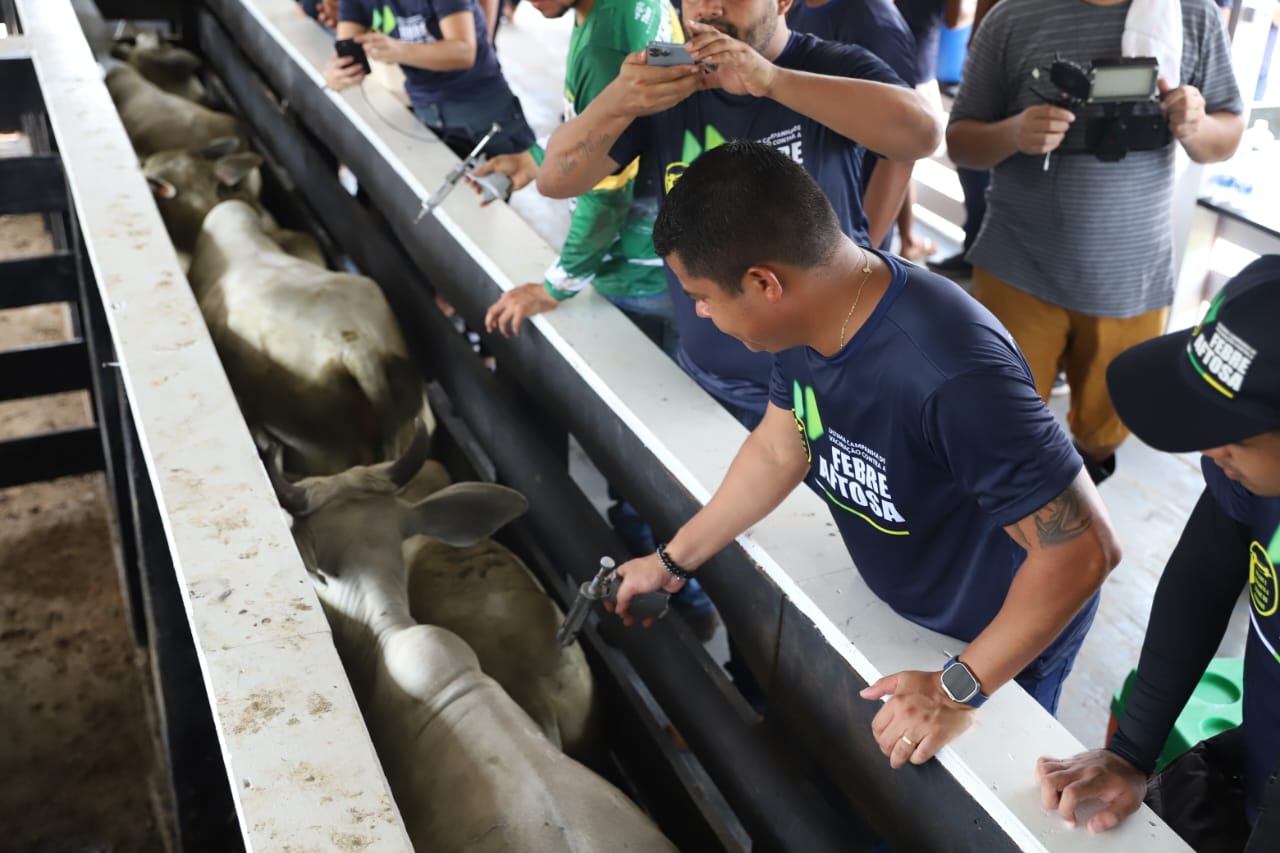 Pecuaristas destacam a importância da vacinação contra febre aftosa em rebanhos bovinos e bubalinos