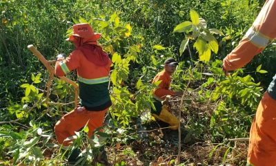 Semulsp, da Prefeitura de Manaus, realiza serviço de poda e limpeza no igarapé da avenida do Samba