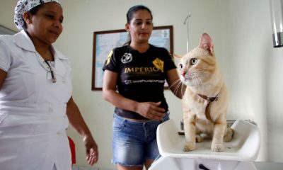 Prefeitura orienta tutores de animais a evitarem faltar aos serviços de castração agendados no CCZ