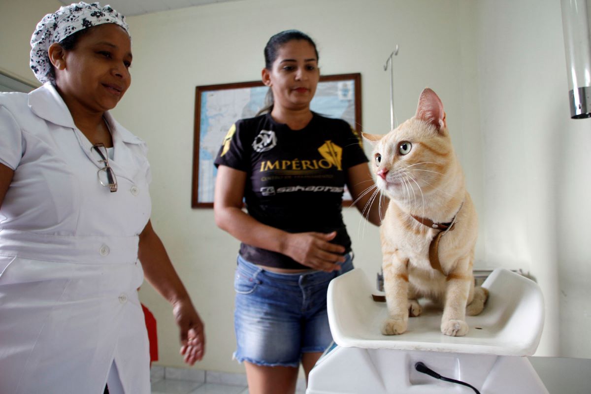 Prefeitura orienta tutores de animais a evitarem faltar aos serviços de castração agendados no CCZ