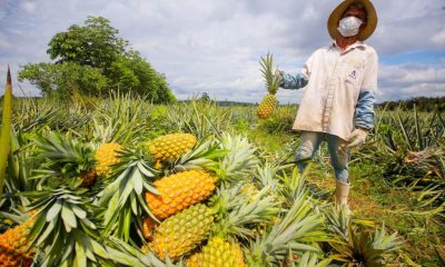 3ª Feira da Agricultura Familiar marca o aniversário de 137 anos de Urucará