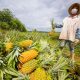 3ª Feira da Agricultura Familiar marca o aniversário de 137 anos de Urucará