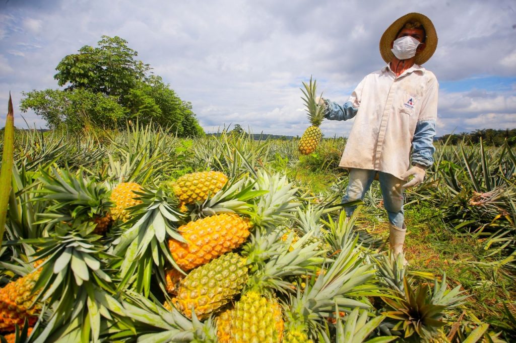 3ª Feira da Agricultura Familiar marca o aniversário de 137 anos de Urucará