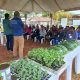 Em Benjamin Constant, agricultores participam de curso de produção de melancia