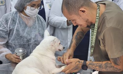 Julho Dourado alerta para importância da vacinação e check-ups veterinários dos pets