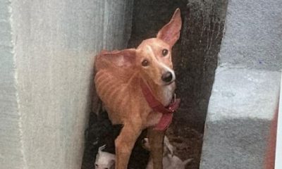 Homem é preso em flagrante por maus-tratos a cachorros em Manaus