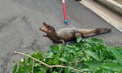 Filhote de jacaré ferido é resgatado em avenida de Manaus