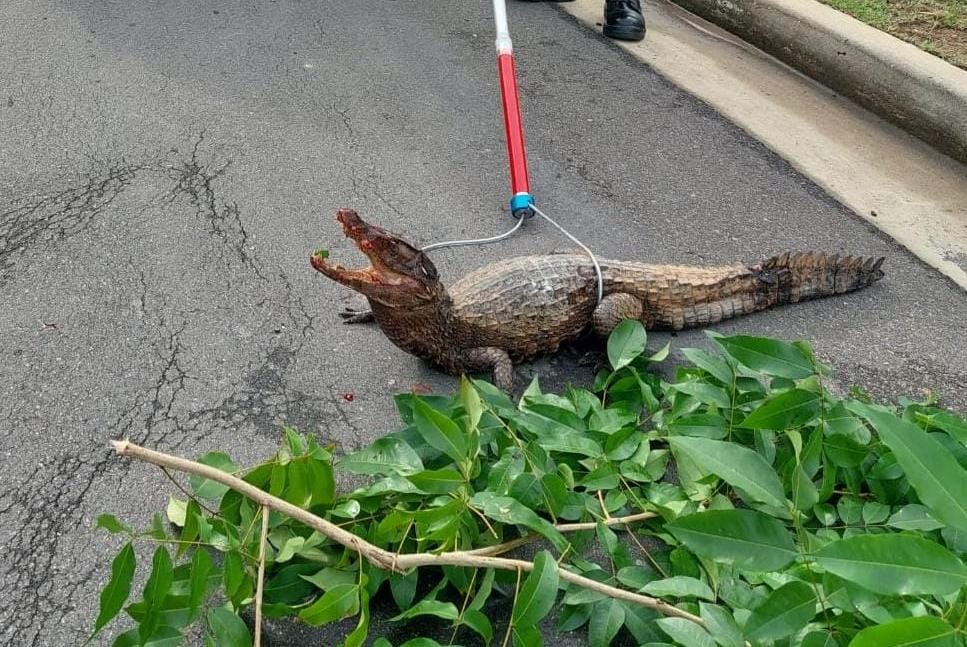 Filhote de jacaré ferido é resgatado em avenida de Manaus